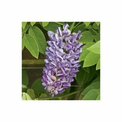 4ft Wisteria Trellis | 18L Trough | Wisteria Floribunda 'Black Dragon' -Bedding Plants Sales PL800818L add image 2 0460