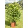 4ft Wisteria Trellis | 18L Trough | Wisteria Floribunda 'Black Dragon'