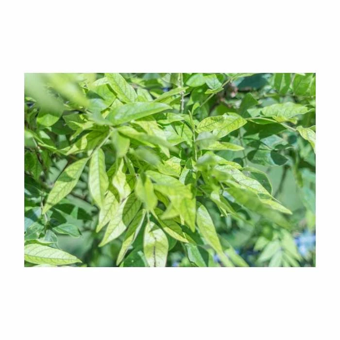 4ft Wisteria Trellis | 18L Trough | Wisteria brachybotrys 'Shiro|Kapitan' 2 4ft Wisteria Trellis | 18L Trough | Wisteria brachybotrys 'Shiro|Kapitan' - Image 2