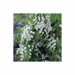 4ft Wisteria Trellis | 18L Trough | Wisteria brachybotrys 'Shiro|Kapitan' 6 4ft Wisteria Trellis | 18L Trough | Wisteria brachybotrys 'Shiro|Kapitan' -Bedding Plants Sales PL800918L add image 2 3608