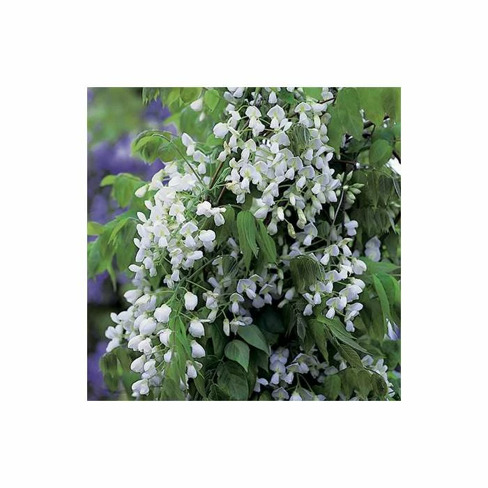 4ft Wisteria Trellis | 18L Trough | Wisteria brachybotrys 'Shiro|Kapitan' 3 4ft Wisteria Trellis | 18L Trough | Wisteria brachybotrys 'Shiro|Kapitan' - Image 3