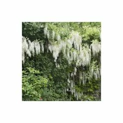 4ft Wisteria Trellis | 18L Trough | Wisteria brachybotrys 'Shiro|Kapitan' 7 4ft Wisteria Trellis | 18L Trough | Wisteria brachybotrys 'Shiro|Kapitan' -Bedding Plants Sales PL800918L add image 3 d57e