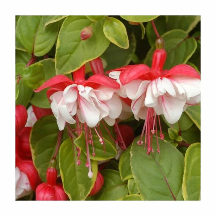 Fuchsia 'Golden Swingtime' | Pack of 5 Plug Plants 2 Fuchsia 'Golden Swingtime' | Pack of 5 Plug Plants - Image 2
