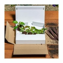 Fuchsia 'Golden Swingtime' | Pack of 5 Plug Plants 5 Fuchsia 'Golden Swingtime' | Pack of 5 Plug Plants -Bedding Plants Sales PL9038SPX5 add image 2 8be7