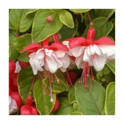 Fuchsia 'Golden Swingtime' | Pack of 5 Plug Plants