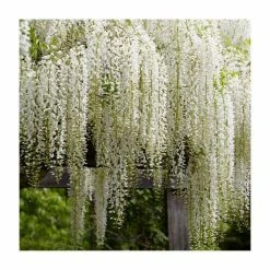2-3ft Wisteria floribunda 'Alba' | 3L Pot