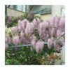2-3ft Wisteria floribunda 'Rosea' | 3L Pot