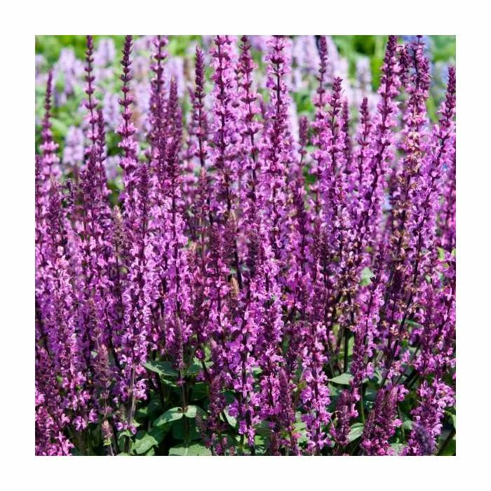 Salvia nemorosa 'Sensation Rose' | Pack of 5 Plug Plants 2 Salvia nemorosa 'Sensation Rose' | Pack of 5 Plug Plants - Image 2
