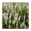 Salvia 'Lyrical White' | Perennial | 5 x Large Plugs