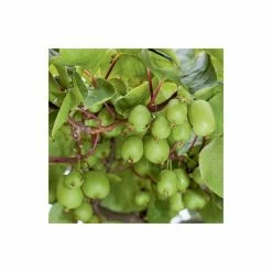Actinidia 'Issai' | Kiwi Plant