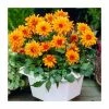 Dahlia 'Autumn Fairy' | 3L Pot