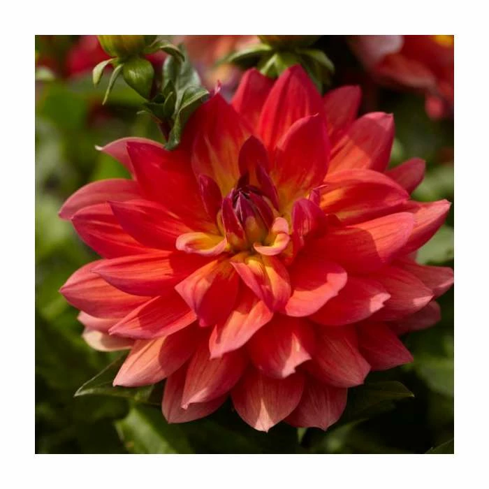Dahlia 'Firepot' | 3L Pot 1 Dahlia 'Firepot' | 3L Pot