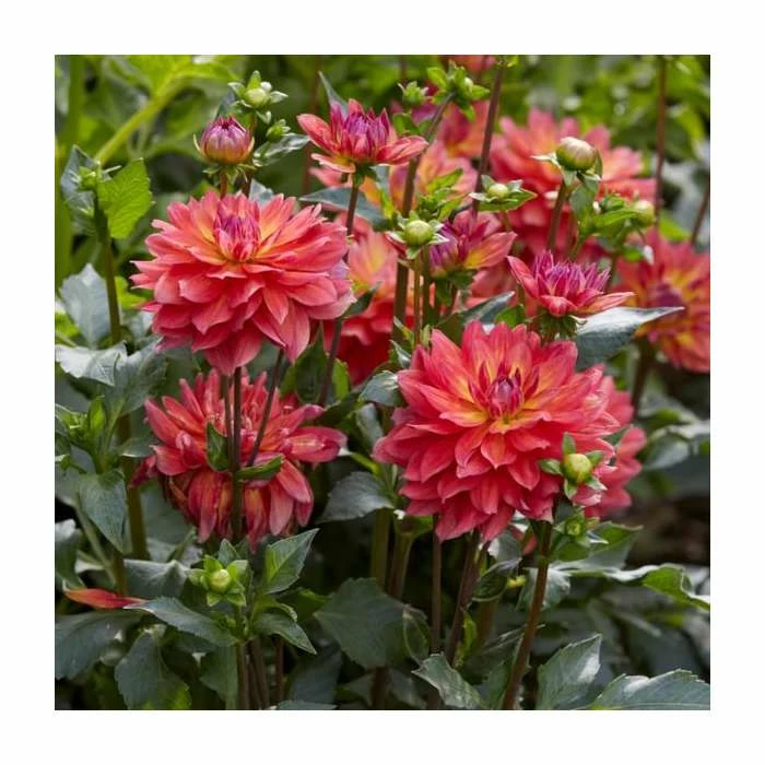 Dahlia 'Firepot' | 3L Pot 2 Dahlia 'Firepot' | 3L Pot - Image 2