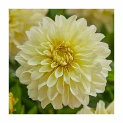 Dahlia Gallery 'Lemon' | 3L Pot