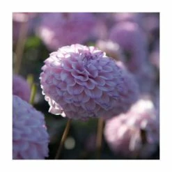 Dahlia 'Genova' | 3L Pot