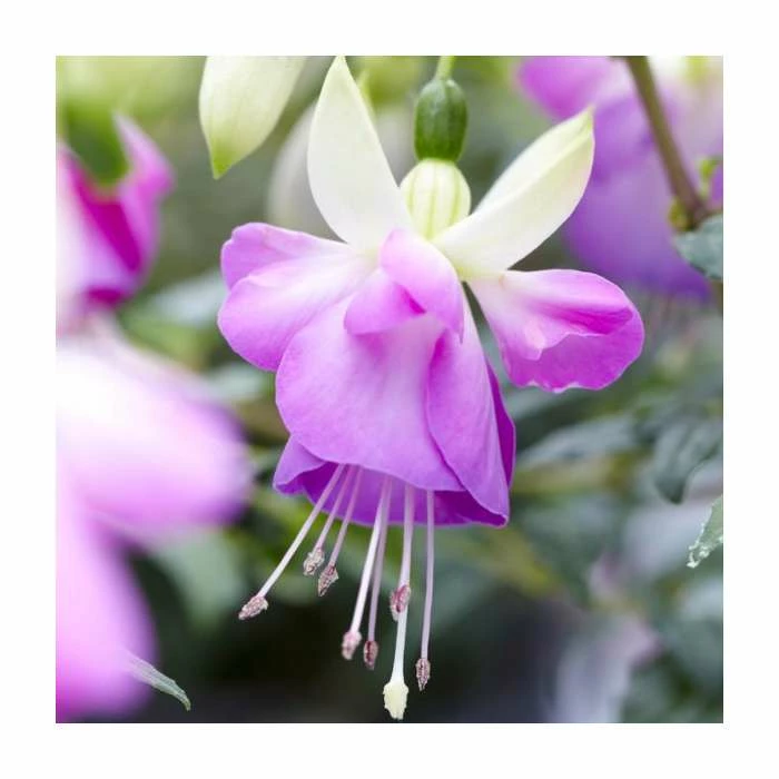 Fuchsia 'Delta Sarah' | 3L Pot 1 Fuchsia 'Delta Sarah' | 3L Pot