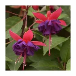 Fuchsia 'Dollar Princess' | 3L Pot