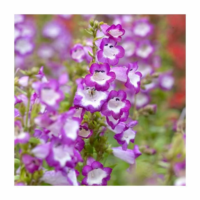 Penstemon 'Phoenix Violet' | 3L Pot 1 Penstemon 'Phoenix Violet' | 3L Pot