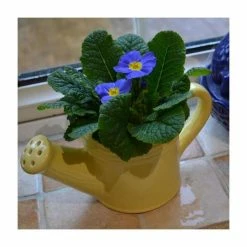 Yellow Ceramic Watering Can with Primrose Plants -Bedding Plants Sales PL925183 add image 2 1e39