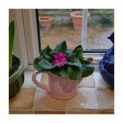 Pink Ceramic Watering Can with Primrose -Bedding Plants Sales PL925184 add image 2 4417