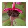 Fuchsia 'Blacky Midnight' | 10.5cm Pot
