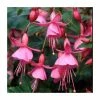 Fuchsia 'Beacon Rose' | 10.5cm Pot