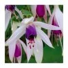 Fuchsia 'Carmel Blue' | 10.5cm Pot