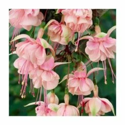 Fuchsia 'Southgate' | 10.5cm Pot