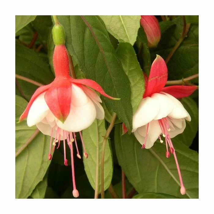 Fuchsia 'Spring Bells' (Snow Cap) | 10.5cm Pot 1 Fuchsia 'Spring Bells' (Snow Cap) | 10.5cm Pot