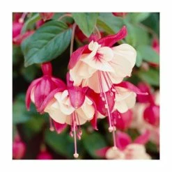 Fuchsia 'Swingtime' | 10.5cm Pot