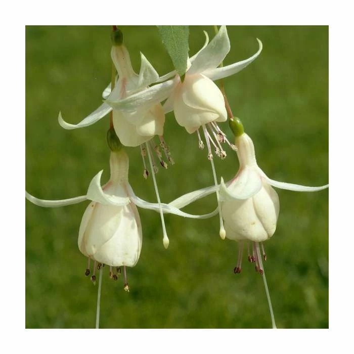 Fuchsia 'Harry Gray' | 10.5cm Pot 1 Fuchsia 'Harry Gray' | 10.5cm Pot