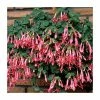 Fuchsia 'Coralle' | 10.5cm Pot