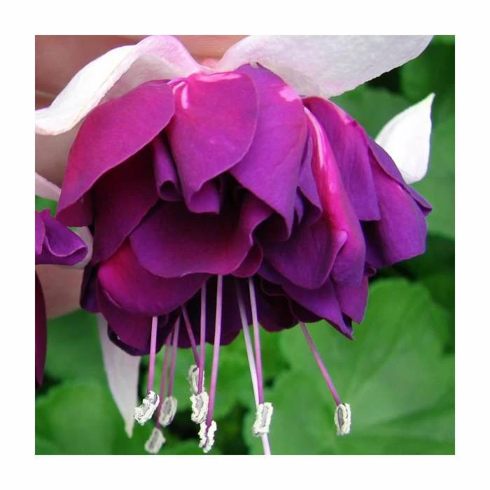 Fuchsia 'Heri Mochara' | 10.5cm Pot 1 Fuchsia 'Heri Mochara' | 10.5cm Pot