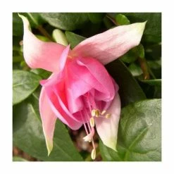 Fuchsia 'Peachy' | 10.5cm Pot