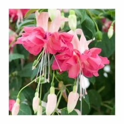 Bedding Plants Sales -Bedding Plants Sales PL925302 add image 1 5c04