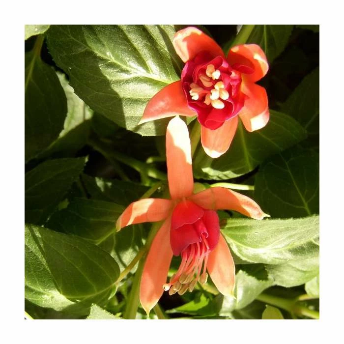 Fuchsia 'Dancing Flame' | 10.5cm Pot 1 Fuchsia 'Dancing Flame' | 10.5cm Pot