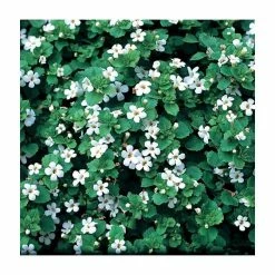 Bacopa 'Snowflake' | 9cm Pot