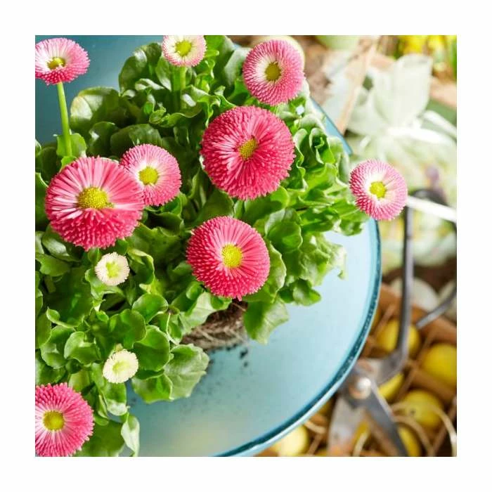 Bellis 'Pink' | 10.5cm Pot 2 Bellis 'Pink' | 10.5cm Pot - Image 2