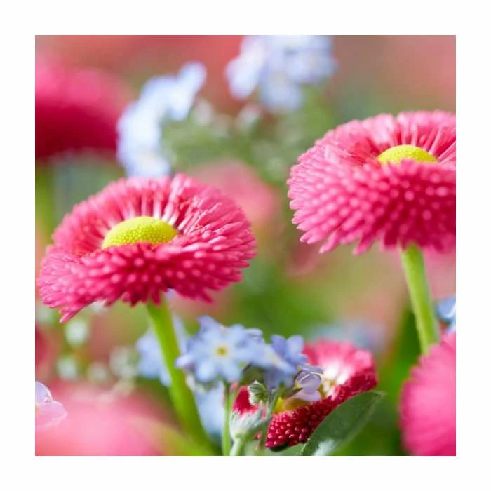 Bellis 'Pink' | 10.5cm Pot 1 Bellis 'Pink' | 10.5cm Pot