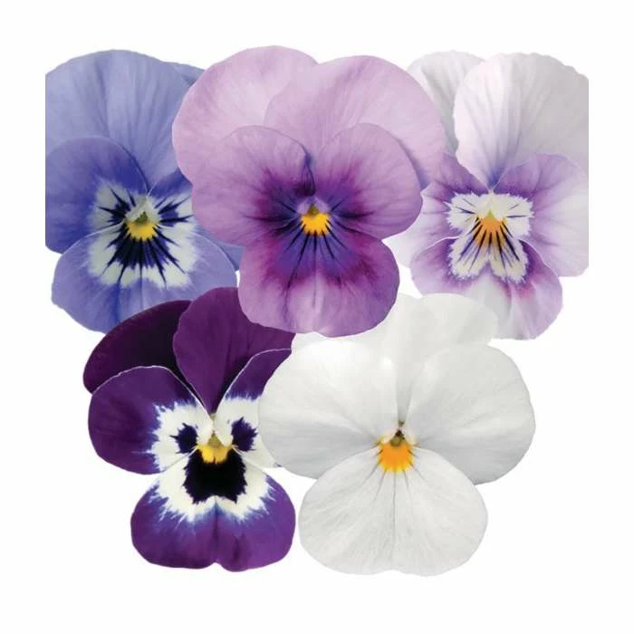 Viola 'Hivernale' Mix | 3 x 10.5cm Pots 1 Viola 'Hivernale' Mix | 3 x 10.5cm Pots