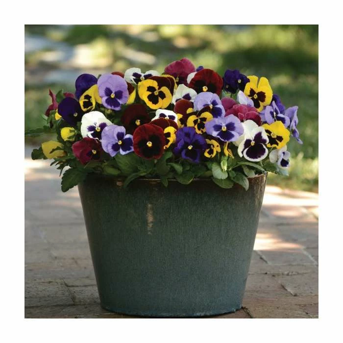 Viola 'Blotch' Mix | 3 x 10.5cm Pots 1 Viola 'Blotch' Mix | 3 x 10.5cm Pots