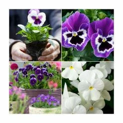 Viola 'Blueberry Pie' Mix | 3 x 10.5cm Pots
