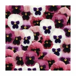 Viola 'Cool Pink' Mix | 3 x 10.5cm Pots