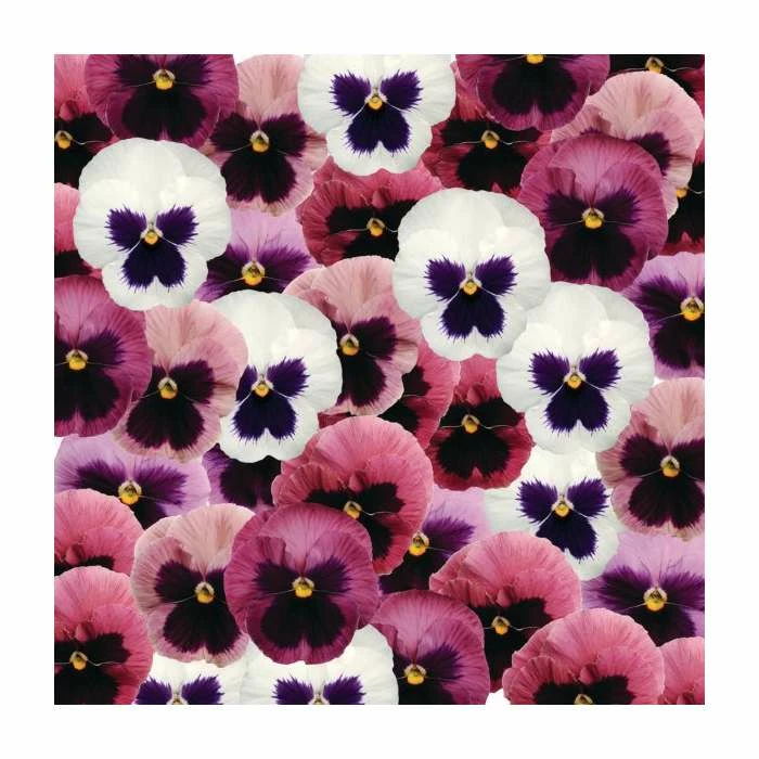 Viola 'Cool Pink' Mix | 3 x 10.5cm Pots 1 Viola 'Cool Pink' Mix | 3 x 10.5cm Pots