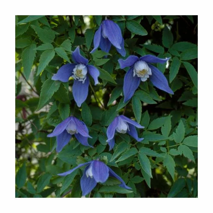 50-90cm Clematis Alpina 'Cyanea' | 3L Pot 1 50-90cm Clematis Alpina 'Cyanea' | 3L Pot