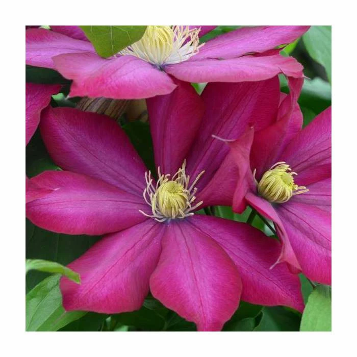50-90cm Clematis 'Bourbon' | 3L Pot 1 50-90cm Clematis 'Bourbon' | 3L Pot