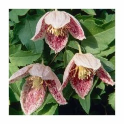 50-90cm Clematis Cirrhosa 'Freckles' | 3L Pot