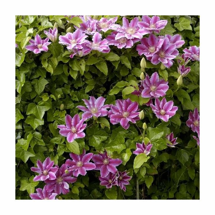50-90cm Clematis 'Dr Ruppel' | 3L Pot 1 50-90cm Clematis 'Dr Ruppel' | 3L Pot