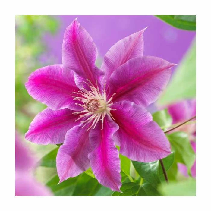 50-90cm Clematis 'Dr Ruppel' | 3L Pot 2 50-90cm Clematis 'Dr Ruppel' | 3L Pot - Image 2