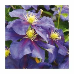 50-90cm Clematis 'General Sikorski' | 3L Pot 5 50-90cm Clematis 'General Sikorski' | 3L Pot -Bedding Plants Sales PL9282 add image 1 0055